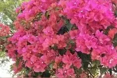 春天养三角梅，牢记“3需1忌”，猛长新叶和侧枝，绽放层叠群花图片