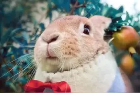 兔子繁殖很快，兔肉也别具风味，那为啥兔肉没能成为主流肉食呢？图片