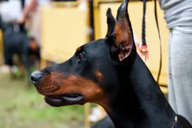 忽悠我养“杜宾犬”的人，你们把我害苦了图片