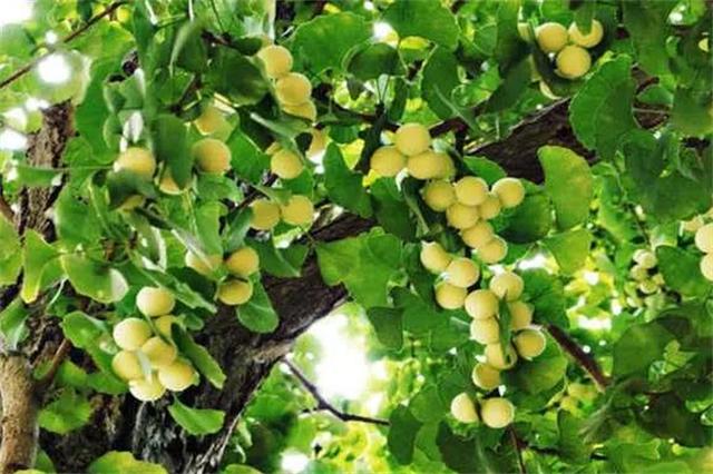 白果成熟的季节是哪个时候（银杏果什么时候成熟采摘银杏果进食要注意4个方面）