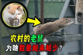 身为四害之一的老鼠，在农村为啥很少见了？是被猫吃光了吗图片