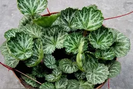 虎耳草是株型小巧，很萌很可爱的花卉，养护时注意这些秘诀图片