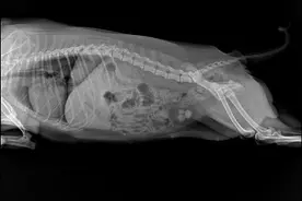 狗狗膀胱结石怎么治疗？是手术还是吃药？哪种效果比较好？图片