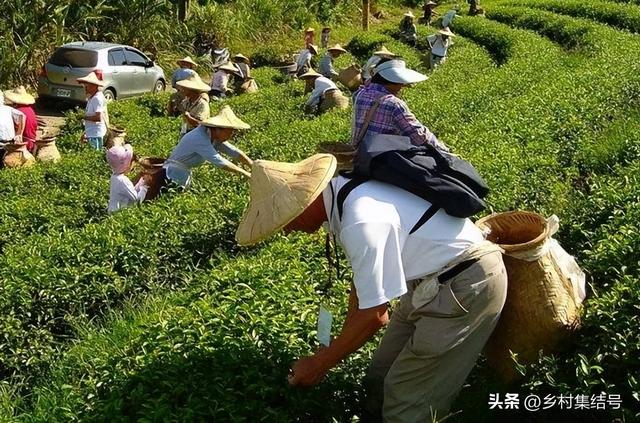 不做创意策划的休闲农业,为什么凉得那么快?