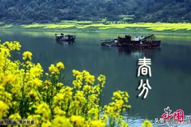 春分节气丨六种春菜最养生图片