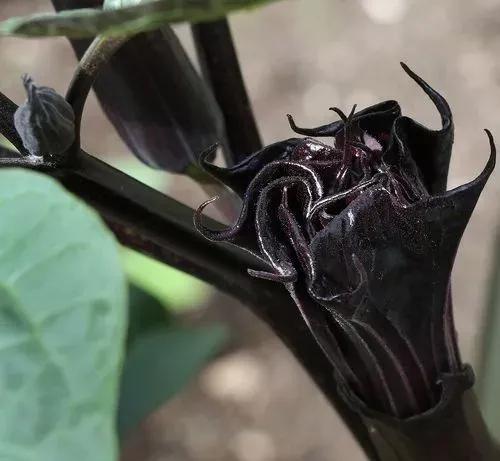 每天认识一种花卉‖曼陀罗