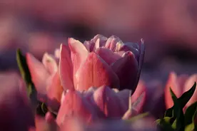 缘分天注定，无法强求，一切随缘图片