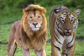 三打一！四川一动物园上演狮虎斗，老虎遭狮子围攻，最终不治身亡图片