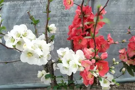 海棠花的养殖方法和注意事项，掌握4个技巧，好看又好养图片
