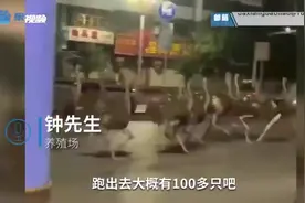 农场主回应广西街头近百只鸵鸟集体越狱狂奔：已找回60多只，还有20多只没找到图片