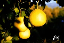 满口蜜甜，邂逅金秋，爱上长坝沙田柚图片
