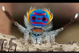 盘点长相奇特，酷似“外星物种”的地球生物图片