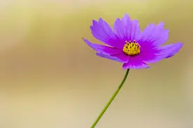 最花心的4大星座，“吃着碗里的，看着锅里的，念着盆里的”图片