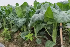 澄海的“美”，从一棵芥蓝说起图片