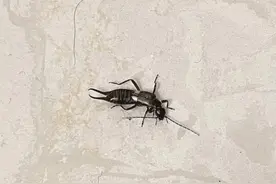 西宁小区为何出现了这种黑虫？图片