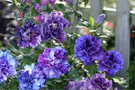 养不死的重瓣木槿，原来这么好看，做好这5点越养花越多！图片