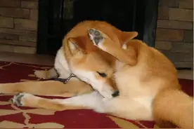 狗狗“舔尿道口”怎么回事？别再猜了，狗狗出事了图片