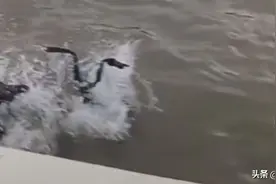 香港一14岁男童将共享单车推下河拍片摆上网，涉刑事毁坏被捕图片