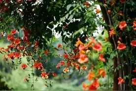 舒婷《致橡树》告诉你：爱情中做这样的自己图片