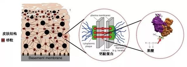 毛周角化用水杨酸还是果酸