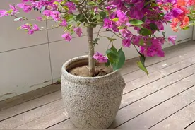 三角梅已被拉入了黑名单，原因有4个，花友们别再养了图片