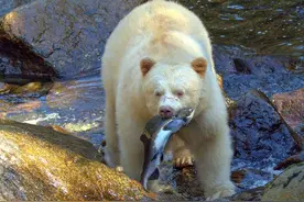 白熊黑熊谁抓鱼更多？见者有福的好运熊，“天选之子”当之无愧图片