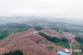 灵川：灵田十里桃花红，满山遍野粉色妆图片