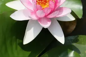 论莲花的看法图片