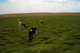 内蒙几款“不知名”白酒，外省人喝得少，本地人超喜欢，您喝过吗图片