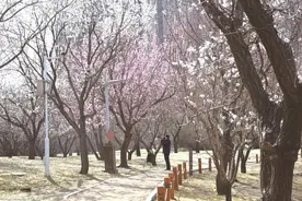 长春公园满园春色惹人醉图片