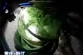 【贪吃惹祸！#4名男子深夜捕鱼200尾被抓#】图片