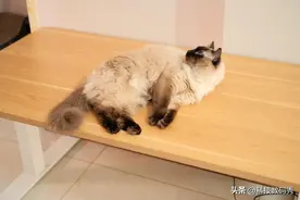 双电机就是棒，速度更快更安静，乐歌E5-N智能电动升降桌测评图片