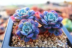 六月养多肉，能不能“晒太阳”？很多人都不清楚，难怪一直养不好图片