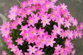 秋天养风雨兰，只做2步，叶子更多，开花更多，下雨出太阳都开花图片