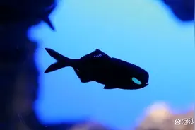 毒液的原型是灯颊鲷吗？想养多少钱才能买到？图片