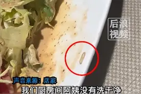 男子在22元沙拉中吃出白色活虫，在盘子边缘爬行，店家回应：这是菜虫已退款打折，总共390多收了他300块钱图片