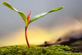 激活品牌引领新消费 来溯源中国“种子计划”！图片