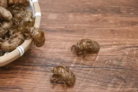 张锡纯医按：从蝉蜕的功效出发，思考中医中药是如何治病的图片