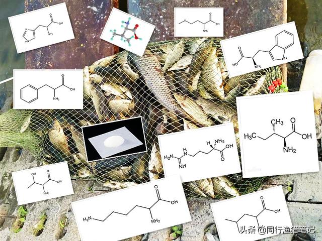 氨基酸是啥？对钓鱼有啥用？淡水鱼必须的10种氨基酸详解