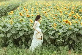 若想种出优质高产的向日葵，掌握这9个种管技巧，向日葵点头笑图片