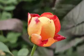 家长的行为，孩子正在悄悄模仿图片
