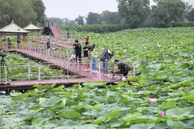4000亩天然荷花！沈阳这一处花海美景，等你来打卡！图片