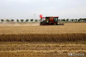 与暴雨赛跑！直击“麦收大战”！（组图）图片