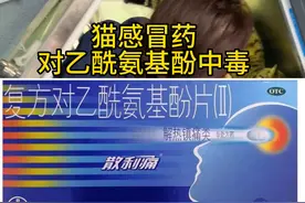 猫不能吃人的感冒药：对乙酰氨基酚。犬不能吃人的止疼药：...图片