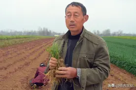 位列全球10大除草剂，又是除草“万金油”，二甲戊灵选购有陷阱图片