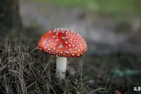 蘑菇不仅更像动物，而且还能像动物一样交流，蘑菇是怎么说话的？图片