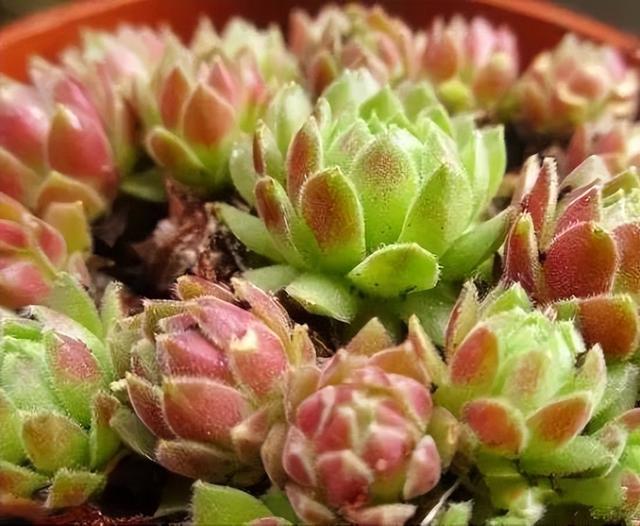 270种常见多肉图谱，一分钟认全！