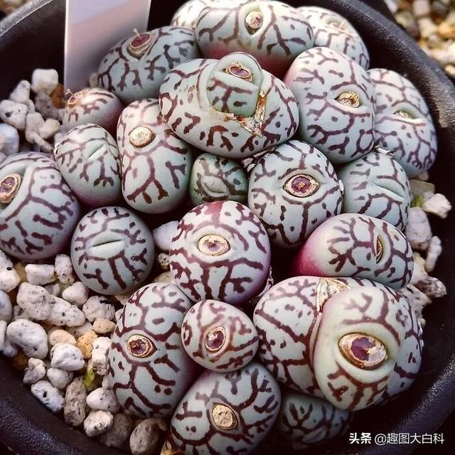 死人手指 死人手指蘑菇(图39) 死人手指 死人手指蘑菇(图39)