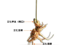 认识三七，三七是什么植物？图片