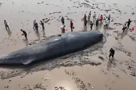 10米长抹香鲸搁浅浙江！属二级保护动物，遇到搁浅鲸鱼该怎么营救图片